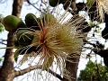 Wild Guava